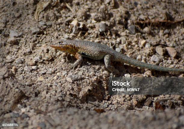 Small Desert Rainbow Lizard Stock Photo - Download Image Now - Animal, Animal Body, Animal Wildlife