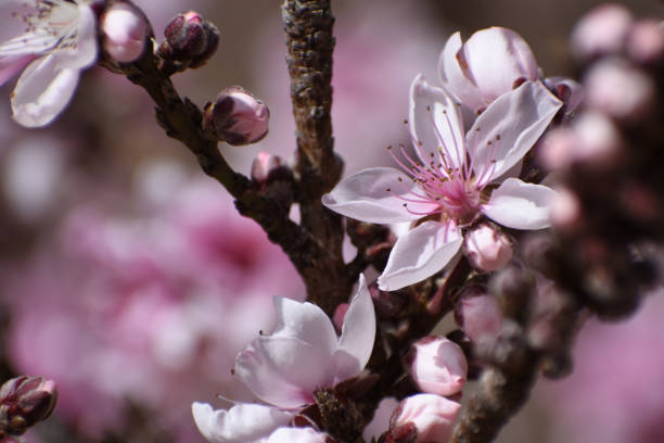 Bonfire peach tree blossoms stock photo