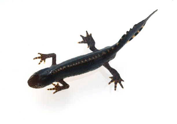 istock Alpine newt, male 651692192