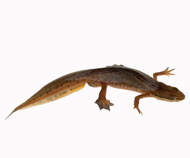 istock Alpine newt; female, 651693940