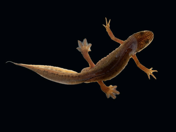 istock Alpine newt; female, 651694738