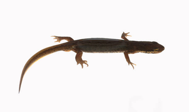 istock Alpine newt; female, 651699884