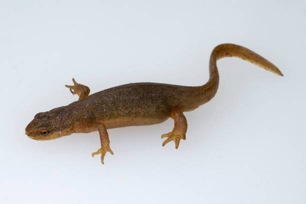 istock Alpine newt; female, 651703480