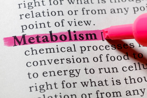definition of metabolism stock photo