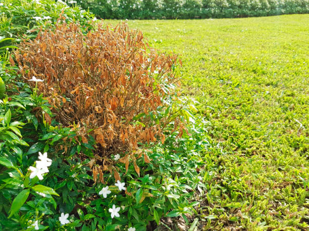 istock a dead shrub plant with grass in the garden 651730176