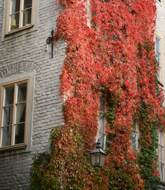 istock Colorful ivy on the wall in autumn 651746676