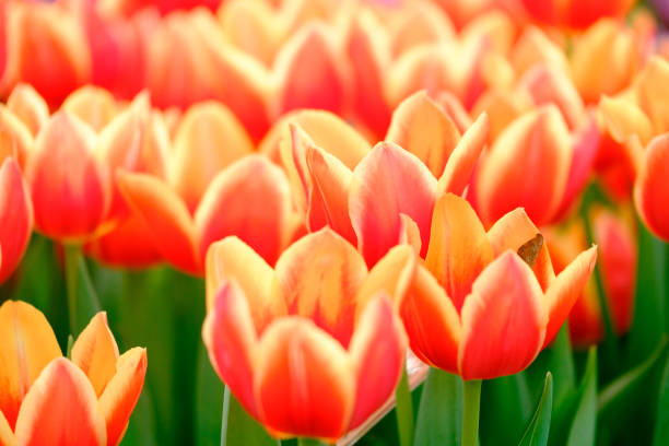 istock Blossoming tulips close up background 651749988