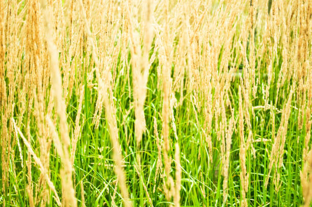champ sec herbe - broom corn photos et images de collection