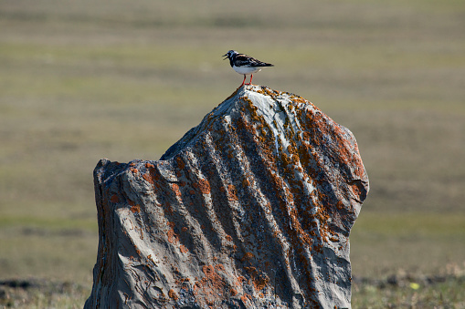 Sandpiper standing on a stone slab. The island of Bolshoi Begichev. The Laptev Sea. Russia.