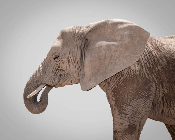 istock Portrait of elephant against gray background 651752992