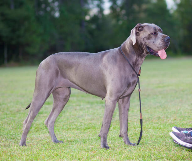 istock Great Dane and wheelchair 651756980