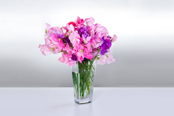 istock Flowers peas in vase on white table 651758206