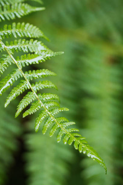 istock Closeup wet green fern leaf in forest 651761040