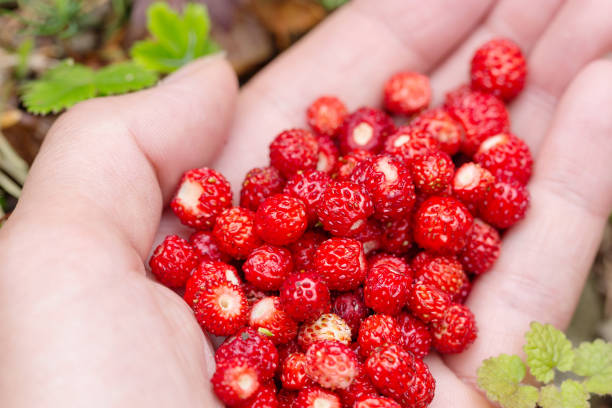 istock Ripe wild strawberry in hand 651761306