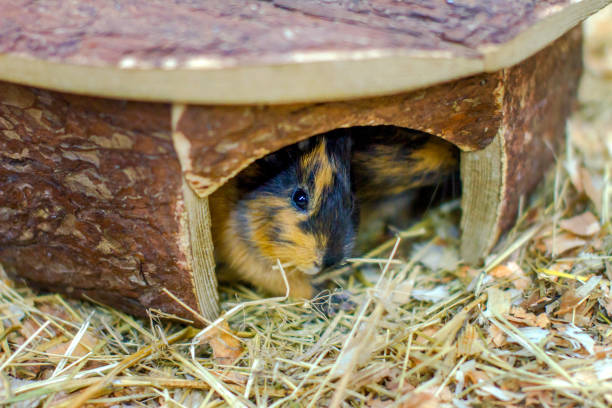istock little pet red-haired guinea pig in the house 651761816