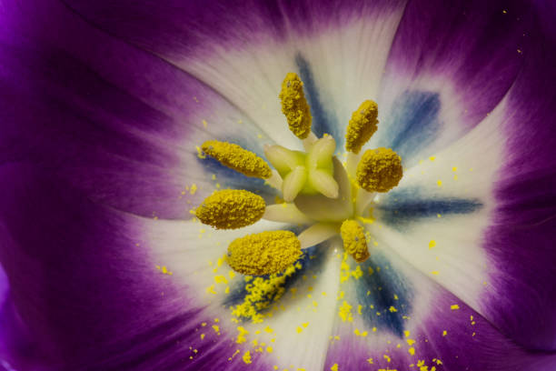 innen rosa tulpe - staubblatt stock-fotos und bilder