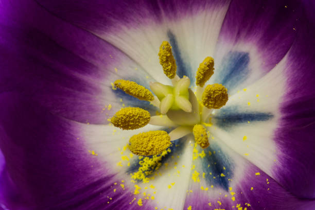 tulipán rosa interior - estambre fotografías e imágenes de stock