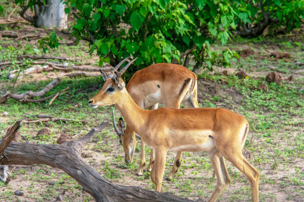 istock The impalas (Aepyceros melampus) in Chobe Park, Botswana 651764146