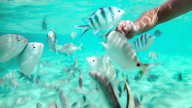 istock hand touch a fish in the red sea 651764404