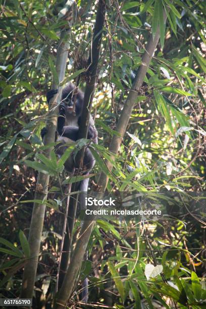 Despedida - Zoo Rio de Janeiro, Macaco-aranha-preto (Ateles…