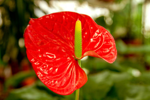 Image beautiful flower room red anthurium flowers