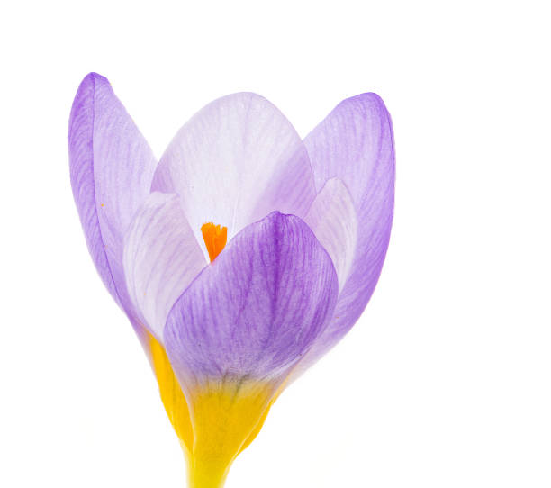 istock Isolated purple crocus flower blossom 651766120