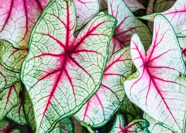 Close up of a grouping of Caladium  leaves
