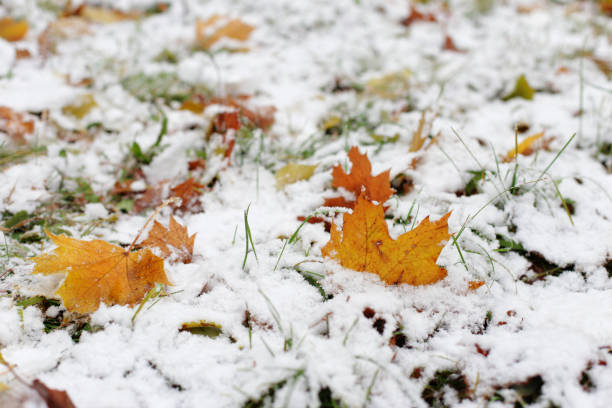 istock The first snow on the autumn leaves 651776078