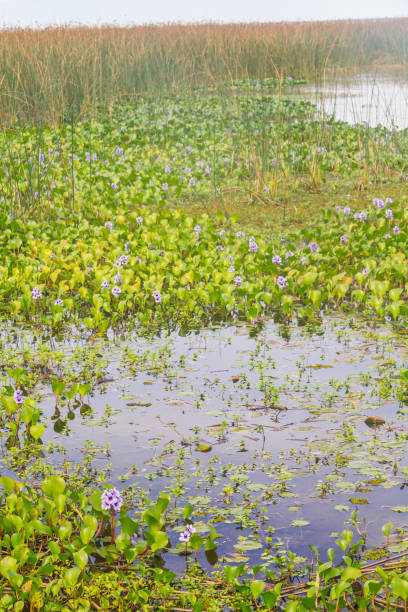 istock Lagoa dos Patos lake and vegetation 651776946