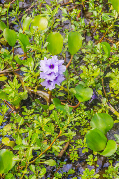 istock Lagoa dos Patos lake and vegetation 651779188