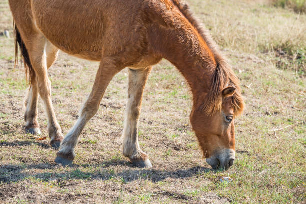 istock Brown horse eating grass on the ground 651779238