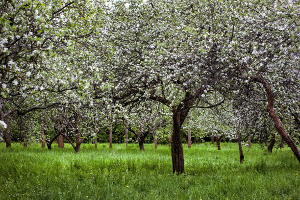 istock blooming branch of apple tree in spring 651779796