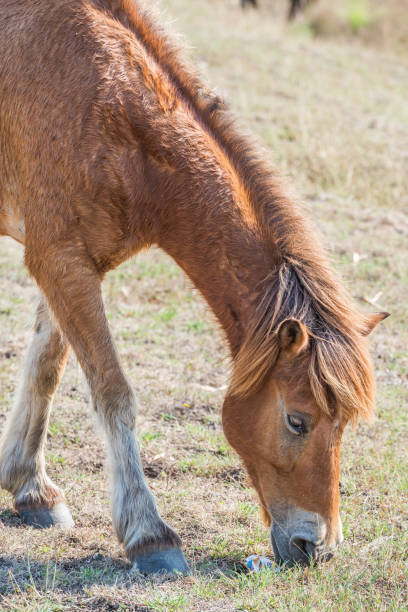 istock Brown horse eating grass on the ground 651781066