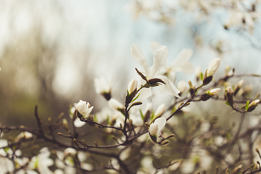 Magnolia flowers in spring park, beautiful white blossoms in the spring, toned, selective focus