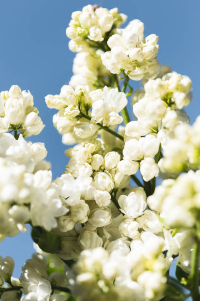 istock Branches of flowering white lilac in spring garden 651784320