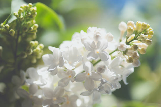 istock Branches of flowering white lilac in spring garden 651784336