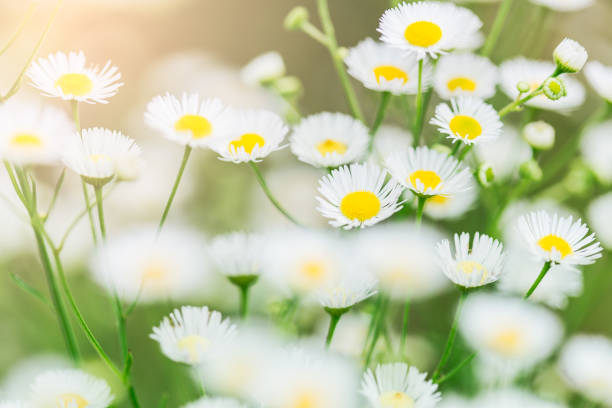 istock Background of blooming chamomile field 651786612