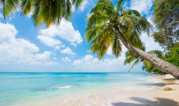 istock Barbados Beach with Turquoise Sea and Palm Trees 651788082