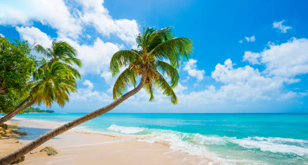 istock Barbados Beach with Turquoise Sea and Palm Trees 651788086