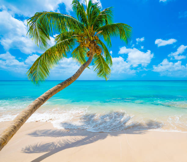 istock Barbados Beach with Turquoise Sea and Palm Trees 651788094