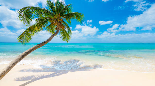 istock Barbados Beach with Turquoise Sea and Palm Trees 651788102