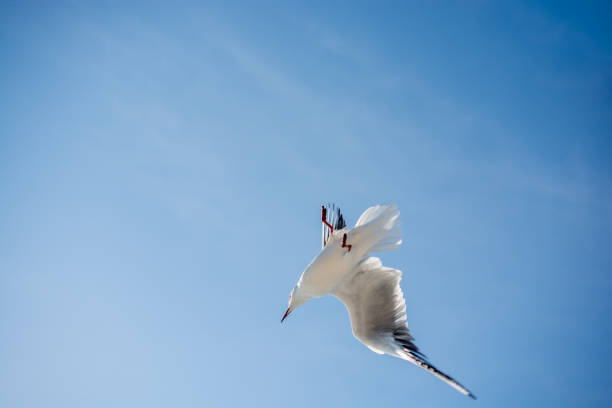 istock Seagull flying in sky over the sea waters 651790936