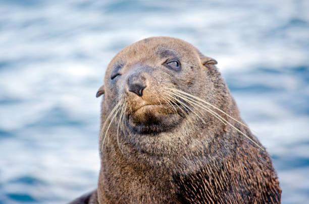 istock Australian fur seal 651795068