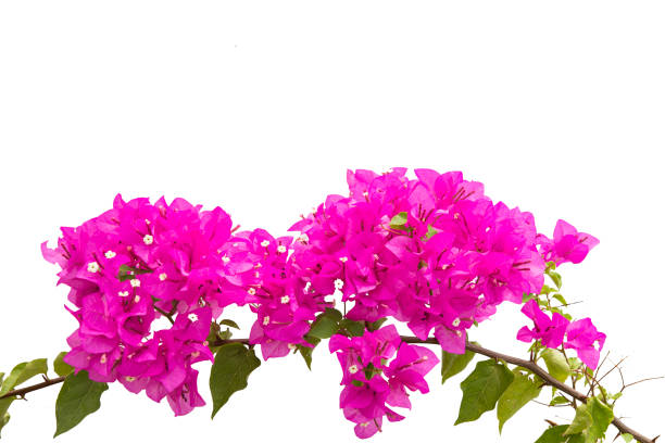 istock bougainvilleas isolated on white background. 651798712