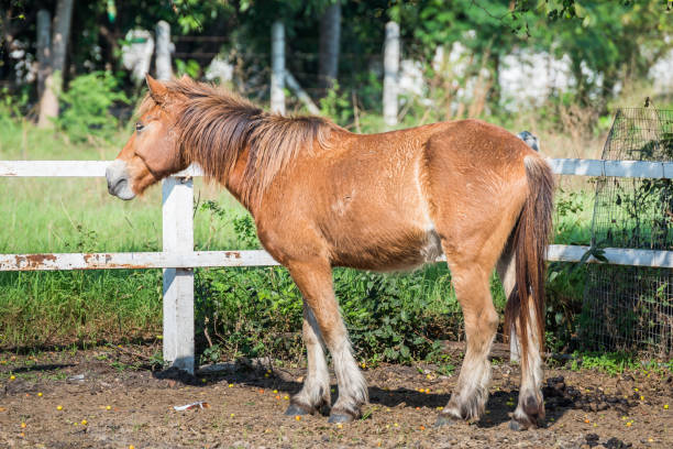 istock Brown horse in a farm eating grass 651799514