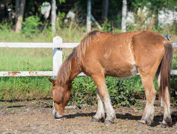 istock Brown horse in a farm eating grass 651801766