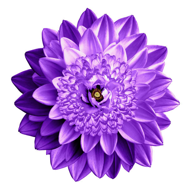 istock Surrealistic fantasy violet flower macro isolated on white 651801772