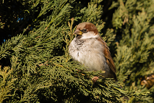 Male House sparrow in France