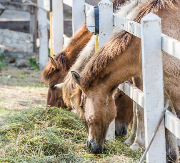 istock Brown horse in a farm eating grass 651807056