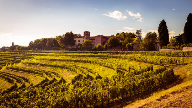 istock grapevine field in the italian countryside 651852946